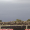 06_00-mast.jpg