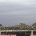 06_10-mast.jpg