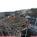 06_20-nest.jpg
