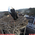 07_15-nest.jpg