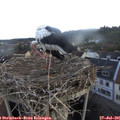07_20-nest.jpg