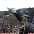 07_25-nest.jpg
