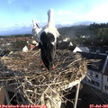 07_30-nest.jpg
