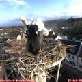 07_35-nest.jpg