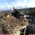 07_40-nest.jpg