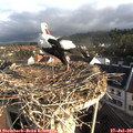 07_50-nest.jpg