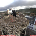 07_55-nest.jpg