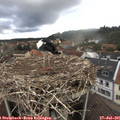 08_00-nest.jpg