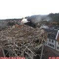 08_05-nest.jpg