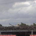 08_10-mast.jpg