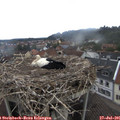 08_10-nest.jpg
