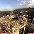 08_20-nest.jpg