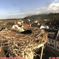 08_25-nest.jpg