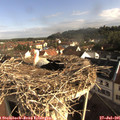 08_30-nest.jpg
