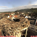 08_35-nest.jpg