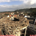 08_45-nest.jpg