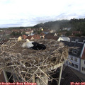 08_50-nest.jpg