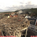 08_55-nest.jpg