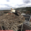 09_05-nest.jpg