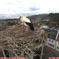 09_10-nest.jpg