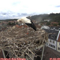 09_15-nest.jpg