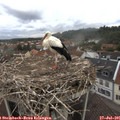 09_20-nest.jpg