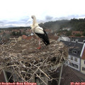 09_25-nest.jpg