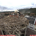 09_30-nest.jpg