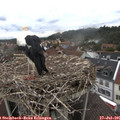 09_35-nest.jpg