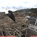 09_40-nest.jpg