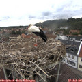 09_45-nest.jpg
