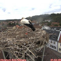 09_50-nest.jpg