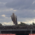 09_55-mast.jpg