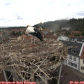 09_55-nest.jpg