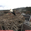 10_00-nest.jpg