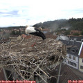10_05-nest.jpg