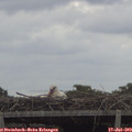 10_15-mast.jpg