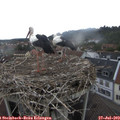 10_20-nest.jpg