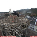 10_30-nest.jpg