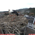 10_35-nest.jpg