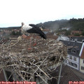 10_40-nest.jpg