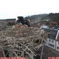 10_45-nest.jpg