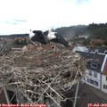 10_55-nest.jpg