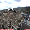 11_00-nest.jpg