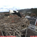 11_05-nest.jpg