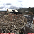 11_10-nest.jpg