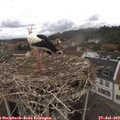 11_15-nest.jpg