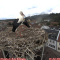 11_20-nest.jpg