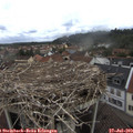 11_40-nest.jpg