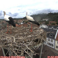 12_00-nest.jpg